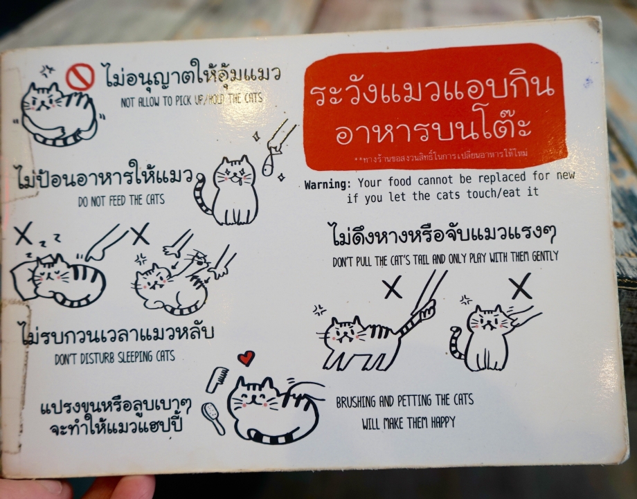 Rules At Caturday Cat Cafe Bangkok - AspirantSG