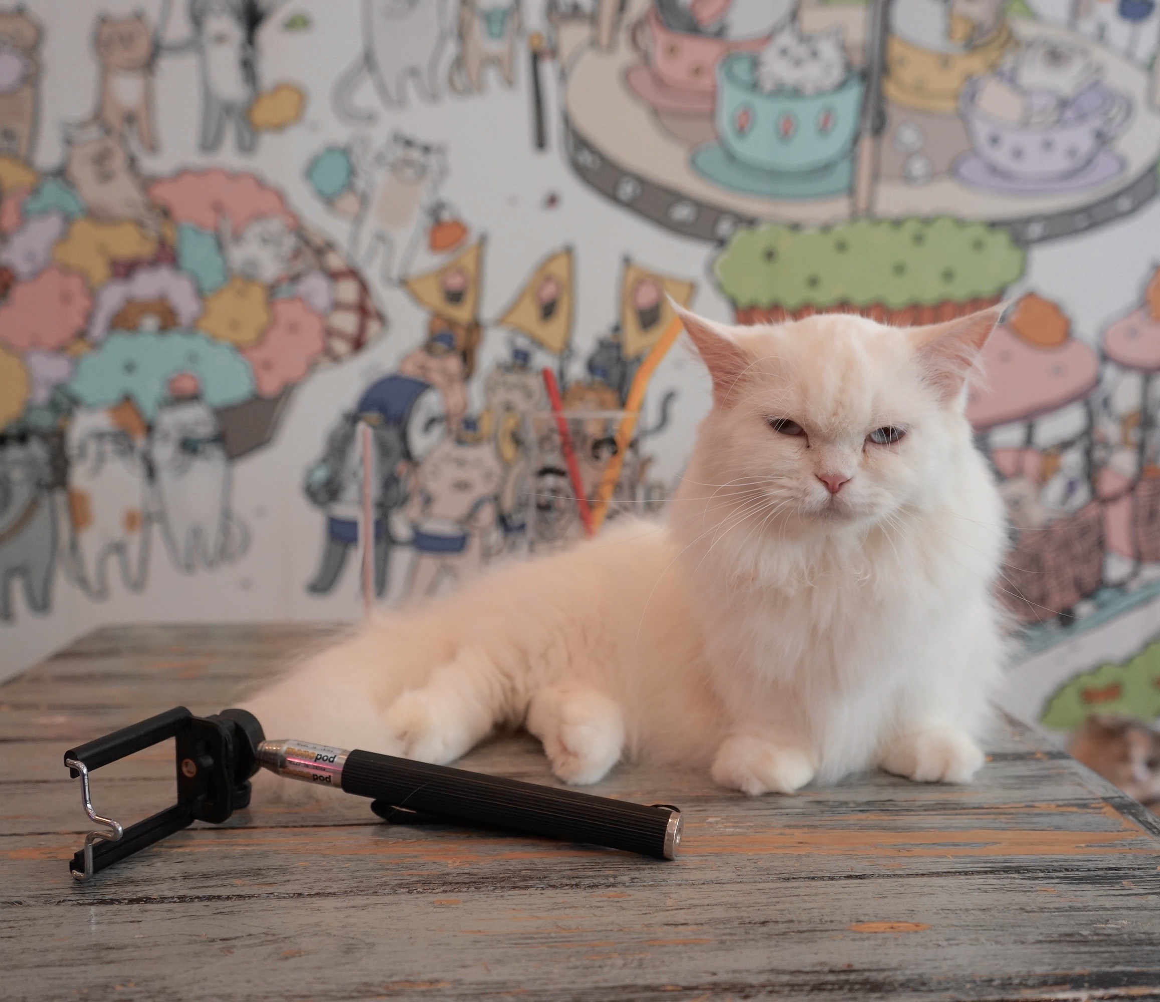 Caturday Cat  Cafe  Dine With Gorgeous Cats  In Bangkok 