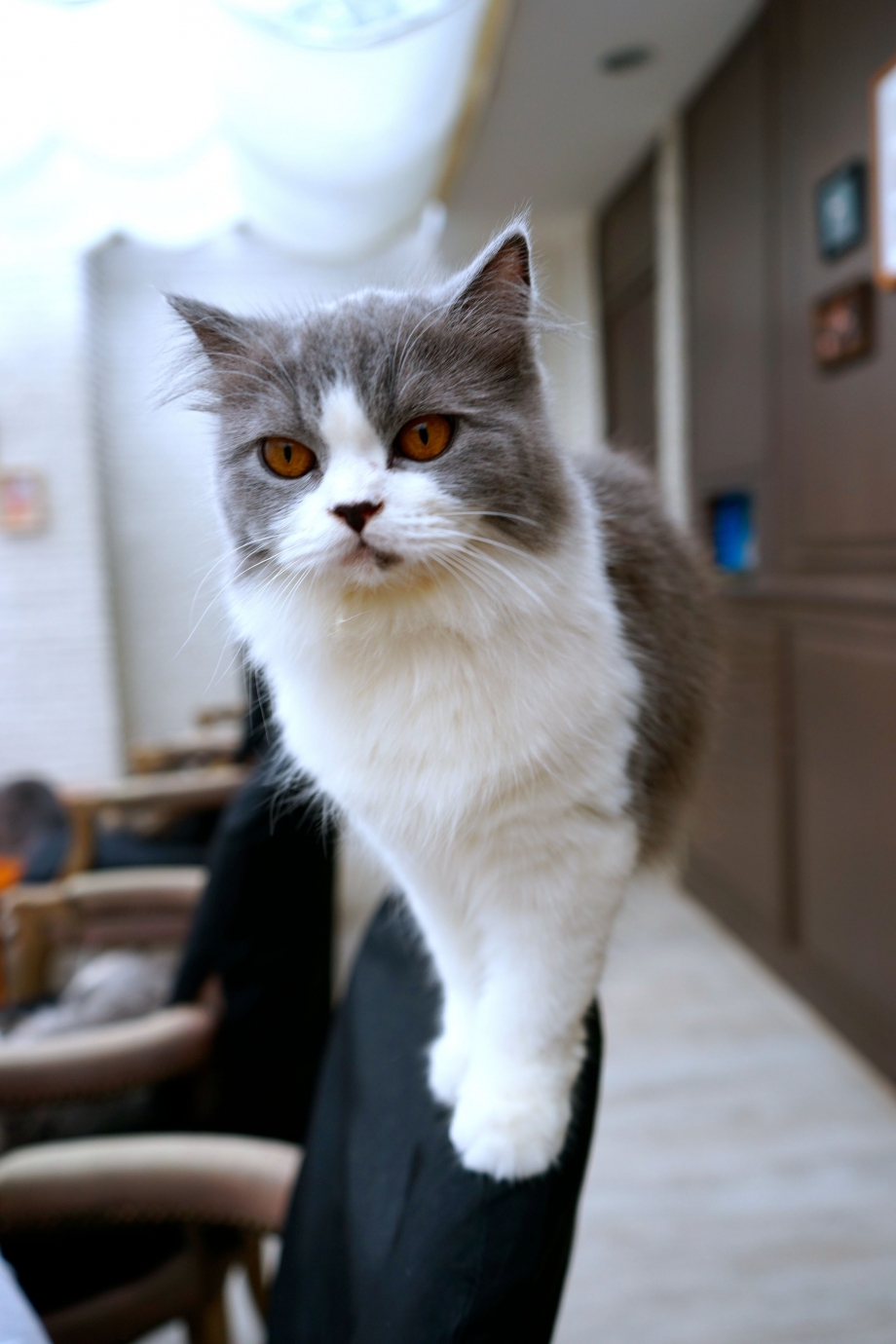 Catwalk At Purr Cat Cafe Club - AspirantSG