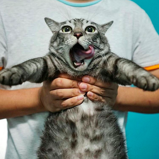 25 beautiful cats instagram account to follow in s!   ingapore - follow cat instagram