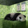 Le Le Giant Panda Singapore – New Name For First Local Born Cub